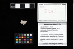 Foto (Objekt + Etikett) von Gastrosacus eminens (Blaschke, 1911)  (NHMW-GEO-2014-0194-0215)